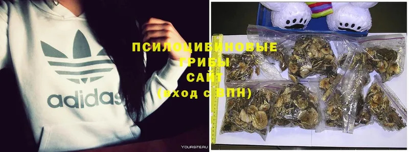 Псилоцибиновые грибы GOLDEN TEACHER Чистополь