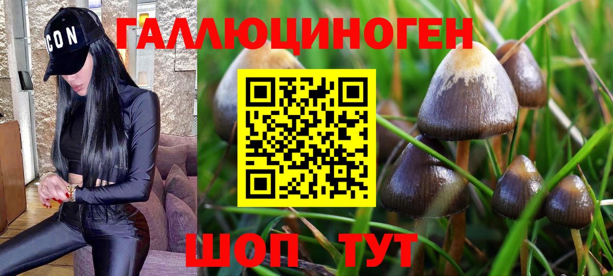 Псилоцибиновые грибы MAGIC MUSHROOMS  Вход с VPN  Чистополь 